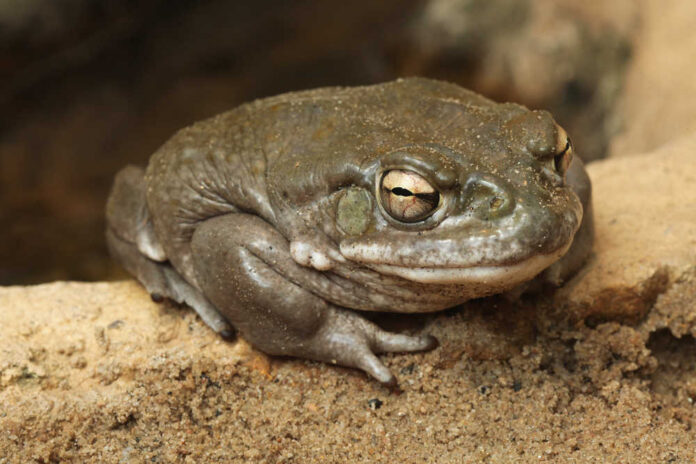 Colorado,River,Toad,(incilius,Alvarius),,Also,Known,As,The,Sonoran